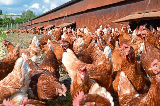 The case was found to be a non-notifiable strain of avian influenza.