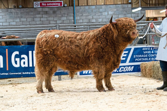 Muran Vallay of Ardbhan sold for the top price of 6,800gn at the breed sale in Oban.