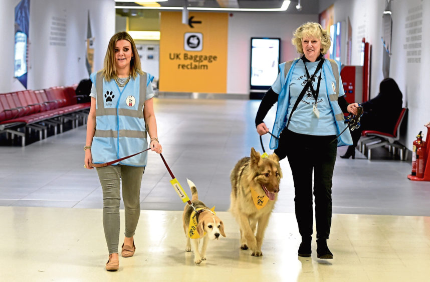 Two therapy dogs with handlers at Aberdeen Airport. 
