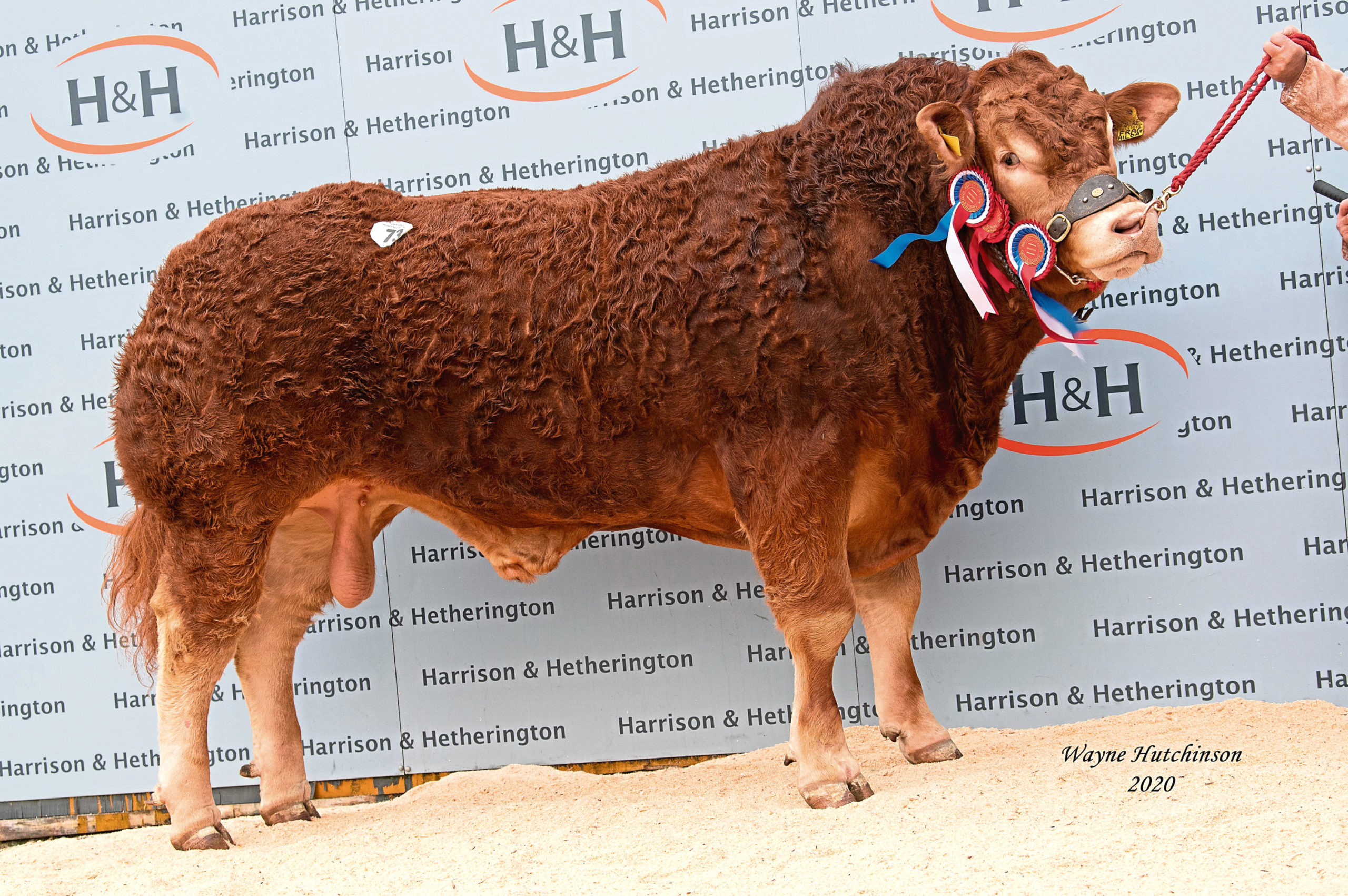 Goldies Olympia was overall champion and sold for 30,000gn.