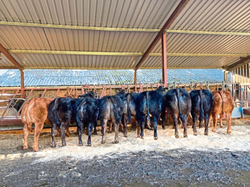 The team of cattle heading to the show.