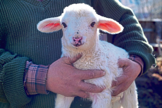 RSABI has urged farmers to look out for signs of stress at lambing.