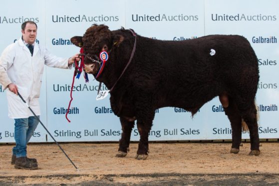 Strathallan Navigator topped the Salers sale at 8,000gn.