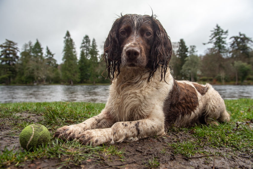 Theo the English Spaniel braved the wet to enjoy the opening of the season. Picture by Jason Hedges