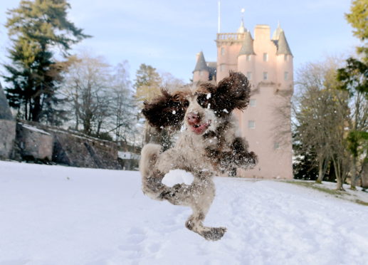 Bobby at Craigievar Castle. 
Picture by Kath Flannery