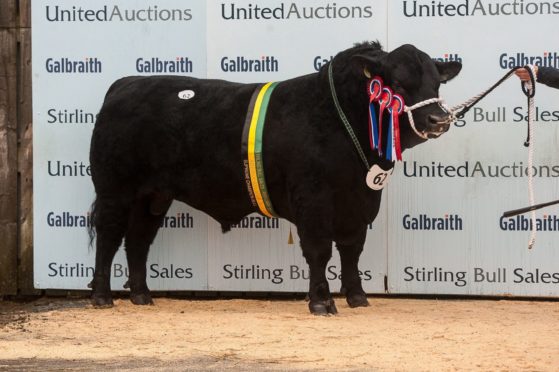 McCornick Pathfinder was overall Aberdeen-Angus champion.