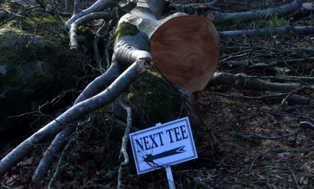 The felled trees at Hazlehead Golf Club
Picture by Jim Irvine