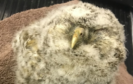 Doodles the tawny owl chick