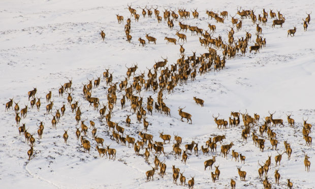 A herd of stags and hinds are spotted in the snowy Glenshee mountains in Scotland.

Credit: Euan Cherry
