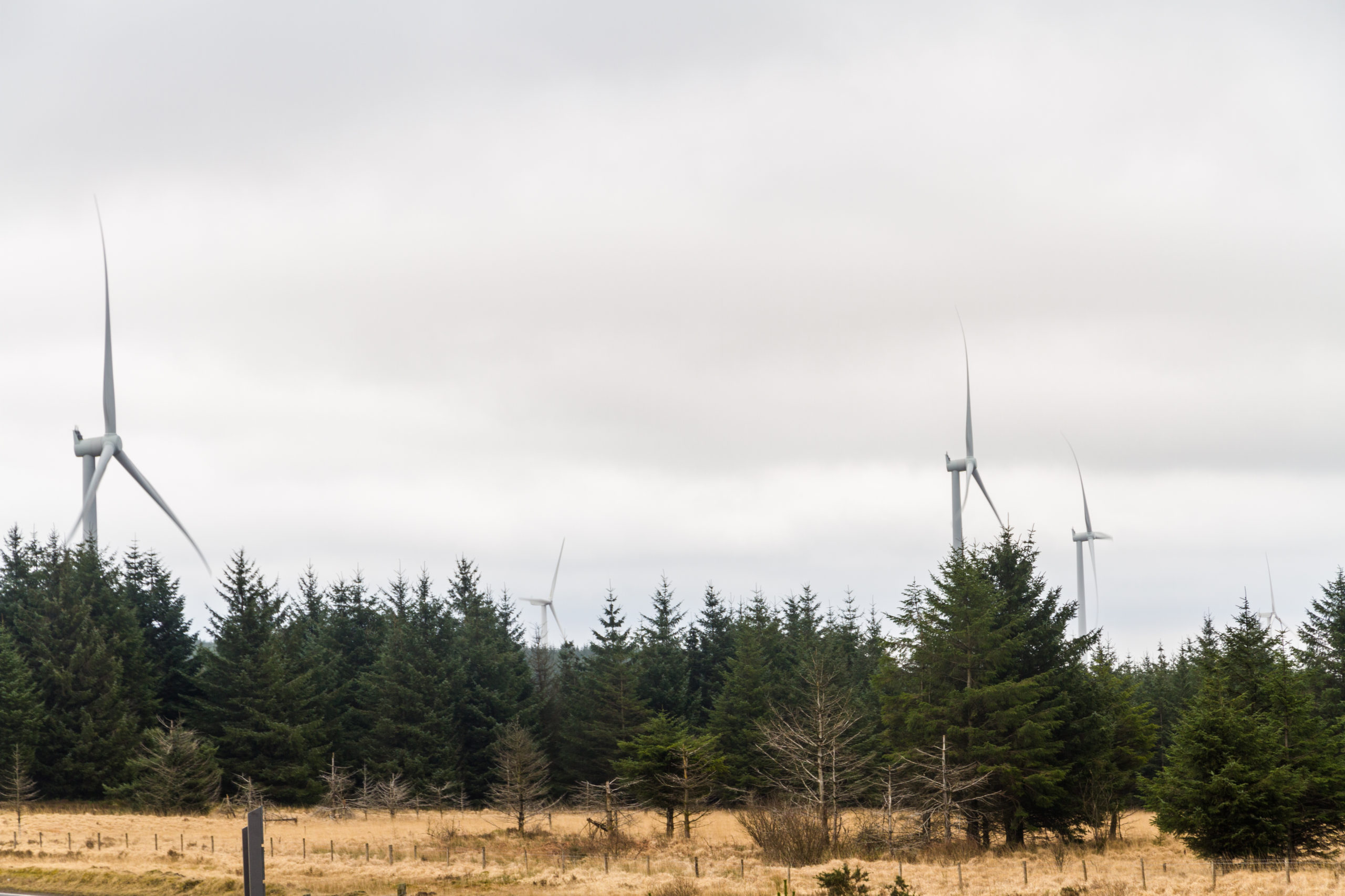 Trees making way for wind farms across the north of Scotland.