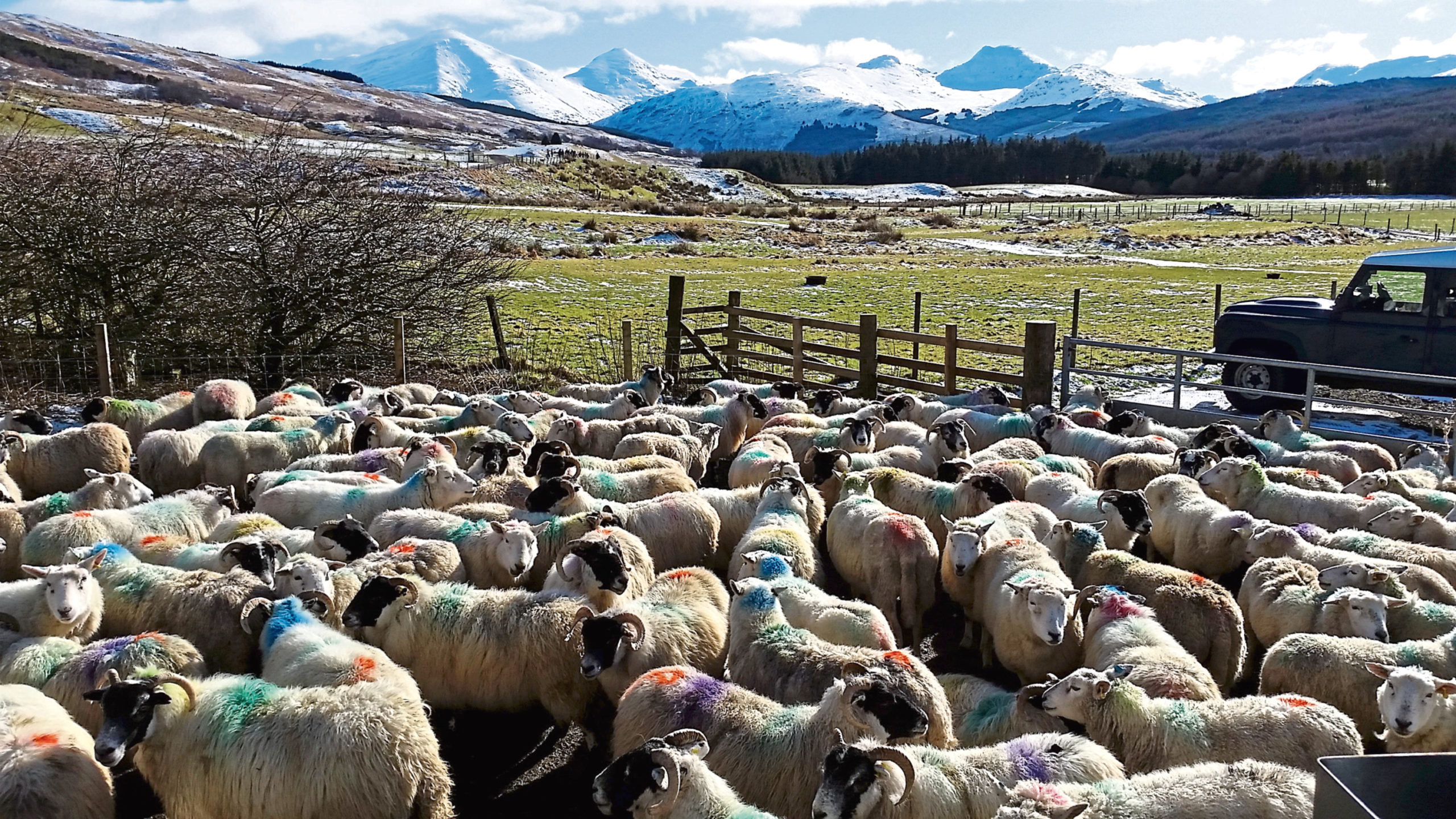 Blackface and Lleyn sheep at scanning at Kirkton and Auchtertyre