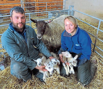 Kevin and Emma Reid with their ewe and her five lambs.