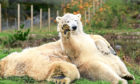 Hamish the polar bear at Highland Wildlife Park.