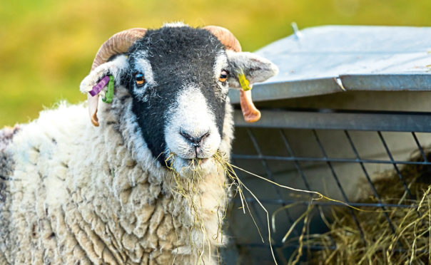 NFU Mutual is urging farmers to take steps to deter rustlers