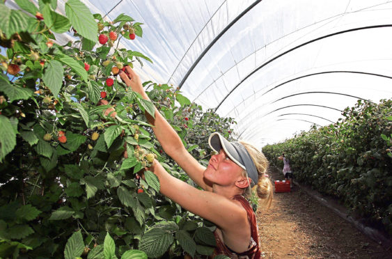 Angus Growers is looking for 3,000 workers.