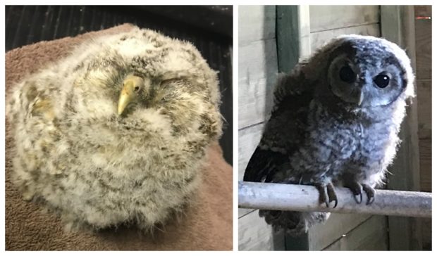 Doodles the tawny owl is being looked after by New Arc.