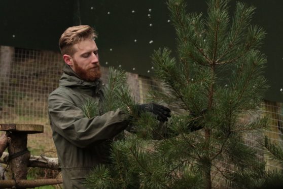 Ben Angus adds vegetation to the new wildcat enclosure which, it's hoped, will encourage the resident wildcats to breed