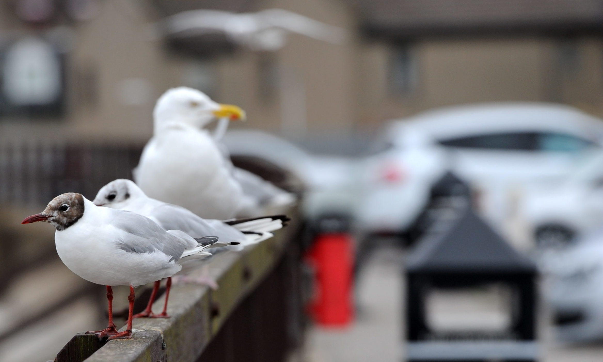 Gulls in Stonehaven. Picture by Kath Flannery.