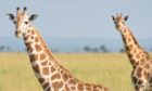 Giraffes are an endangered sopecies in parts of Africa. Pic: GCF.