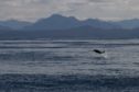 The Hebridean Whale and Dolphin Trust have received funding as part of the £1.3million share