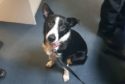Police have found this missing collie near a recycling centre.