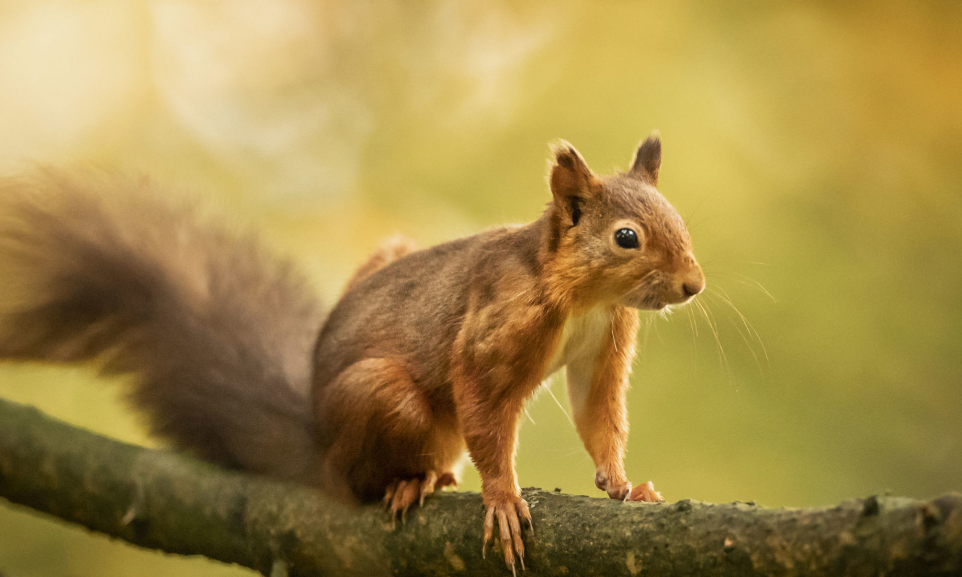 Good news for north-east's red squirrel population while new survey