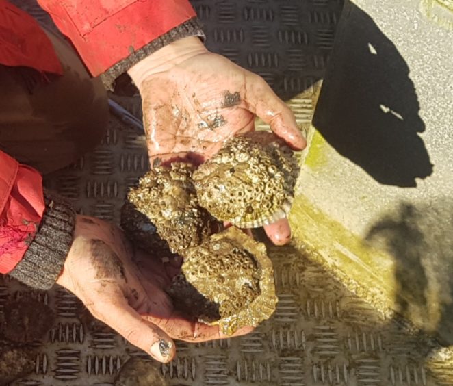 Oysters are returning to good health thanks to the pilot project in Argyll