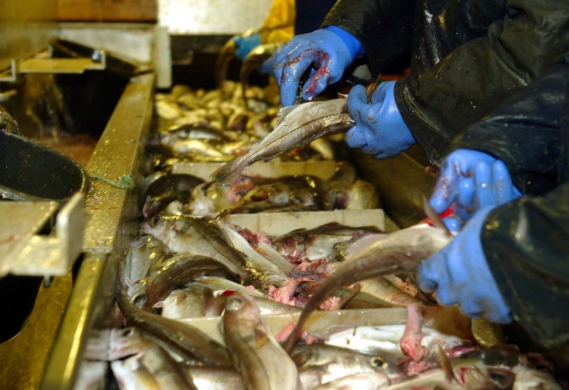 A row of deckhands gut fish trawled from the North Sea between Norway and the Shetland Islands.