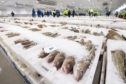 With fish markets unable to operate as usual, some merchants are taking their produce on the road.