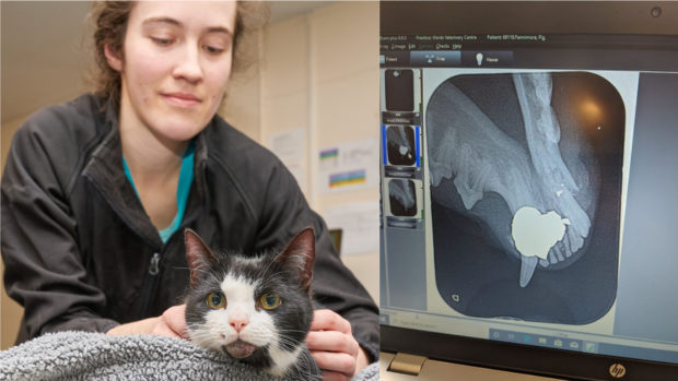 Figs the cat with owner, Laura Fennimore.