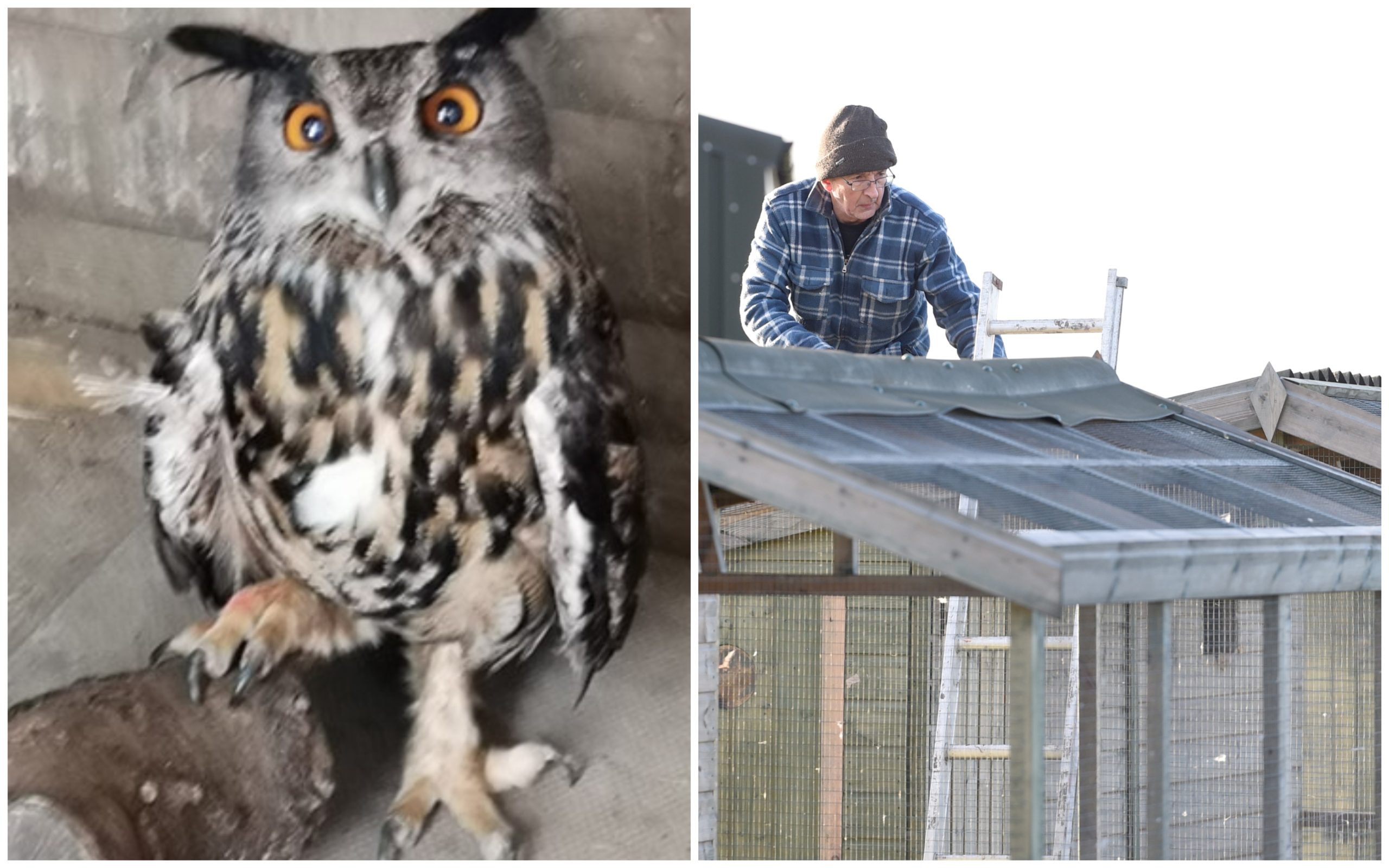 'Cooky' the eagle owl is recovering at the New Arc animal rescue centre (right).