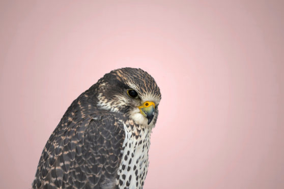 A Gyrfalcon has been spotted on Orkney.