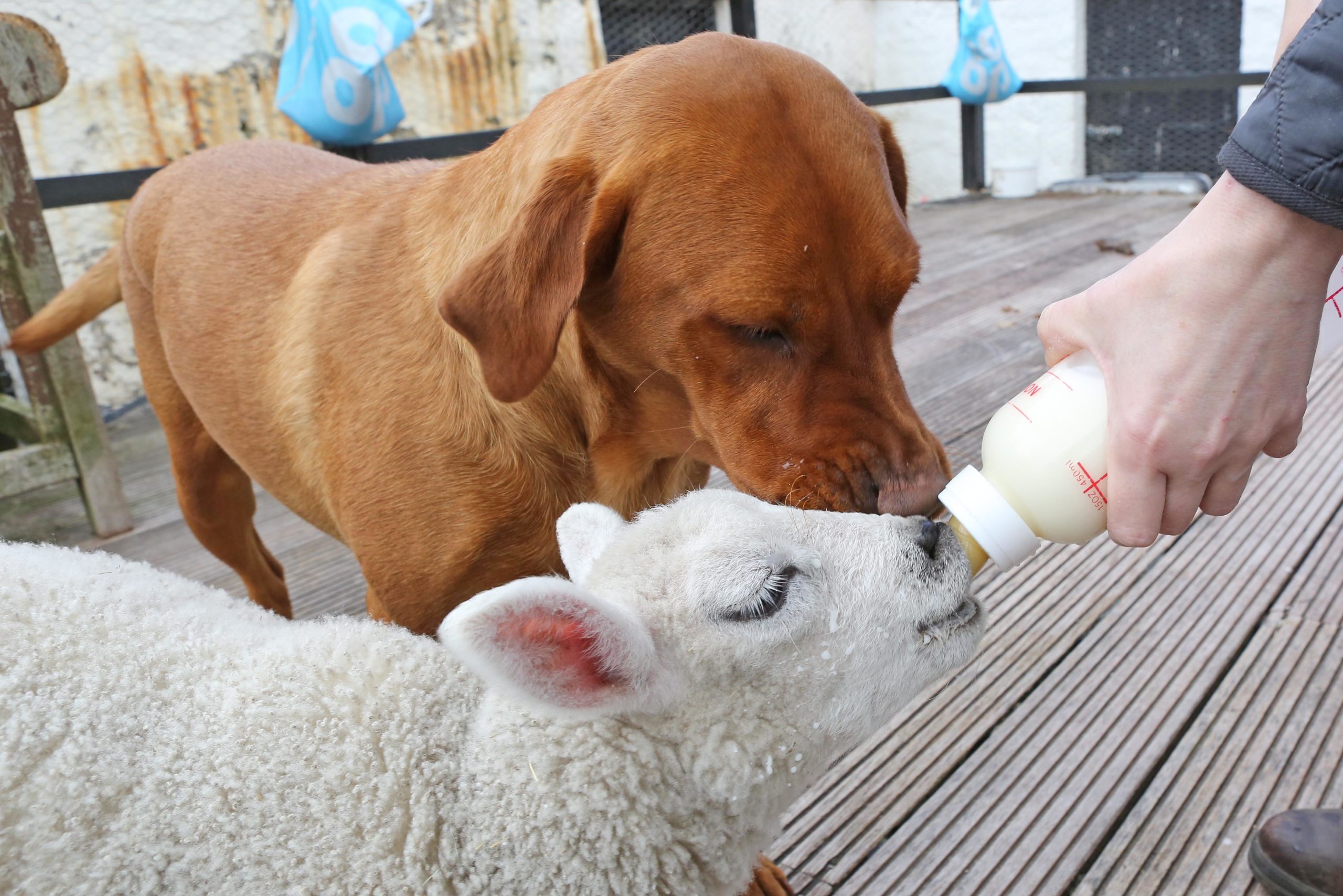 Photo by Peter Jolly/Shutterstock (10268711s)
Effie the lamb and Meg the Labrador who have become good friends
Effie the lamb who thinks she is a dog, Cromdale, Scotland - 03 Jun 2019
*Full story: https://www.rexfeatures.com/nanolink/uqhb
Effie the lamb thinks she's a dog  and she's inseparable from her two best canine friends. The two-month-old 'sheepdog' goes for walkies with unlikely companions German Shepherd Breagha and Labrador Meg - then naps with them afterwards. The tiny lamb was taken in by Gemma MacLeod, 37, aged just two days old. The weakest of triplets, she had a bad leg which at first left her lame. But now she's happy as Larry playing with the dogs - and even tries to steal their food. Ms MacLeod said: 'She's really sweet  she thinks she's a dog. She wasn't supposed to be a pet but she was one of triplets and the mother couldn't look after them all.