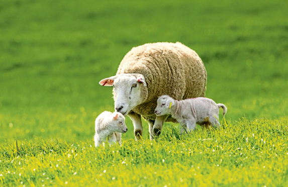 Health scheme members will not have their flock MV tested during the Covid-19 outbreak.