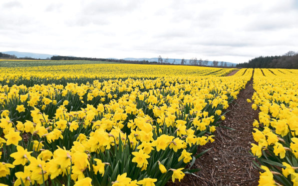 Grampian Growers decided to stop picking daffodils last week.