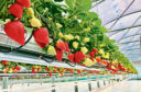 Seahills greenhouses at Auchmithie are packed with premium strawberries which are hard to sell.