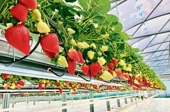 Seahills greenhouses at Auchmithie are packed with premium strawberries which are hard to sell.