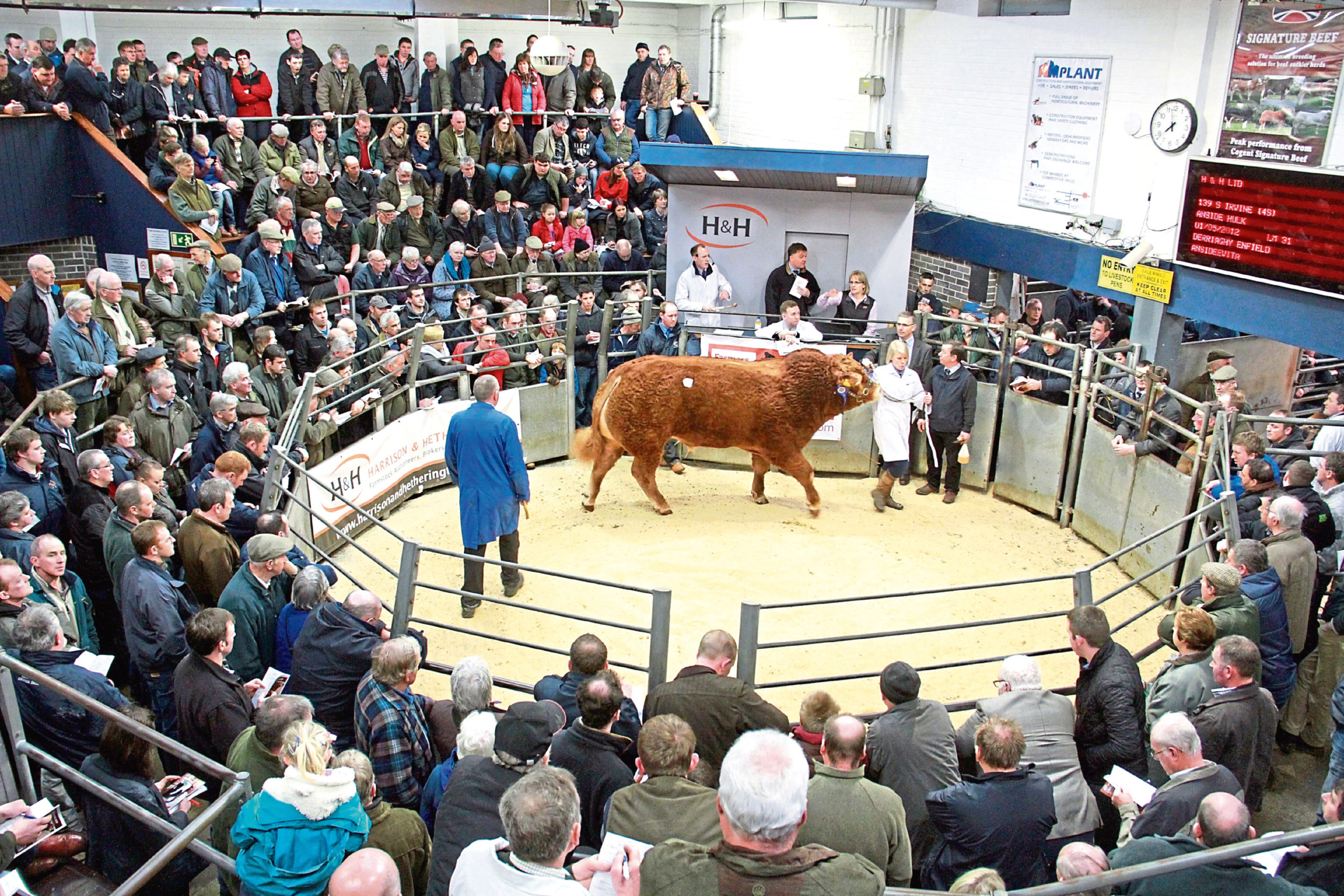 Harrison and Hetherington will operate online auctions for pedigree livestock during the coronavirus pandemic.