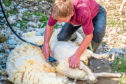There is a shortfall in shearers for British farms this season.