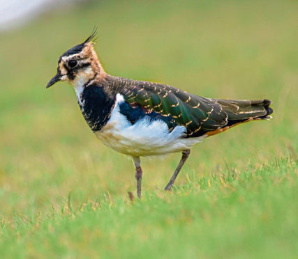 Lapwings are among the waders at risk of decline.