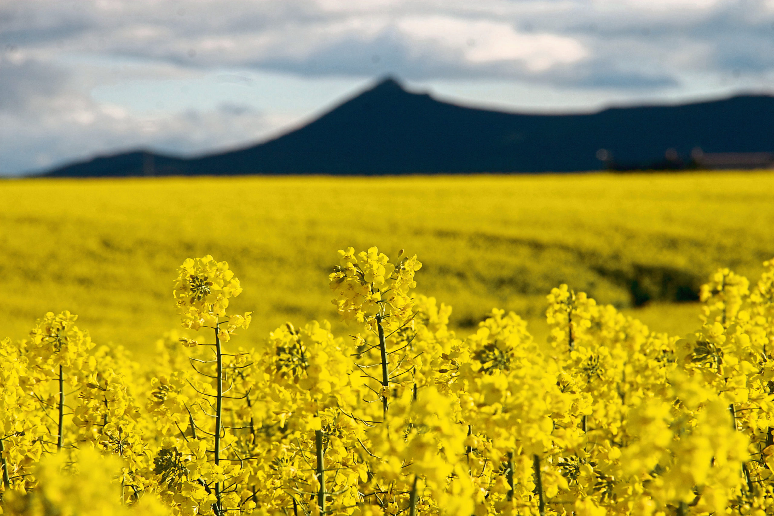 Crop growers in Scotland will still be able to export as usual this summer to EU countries.