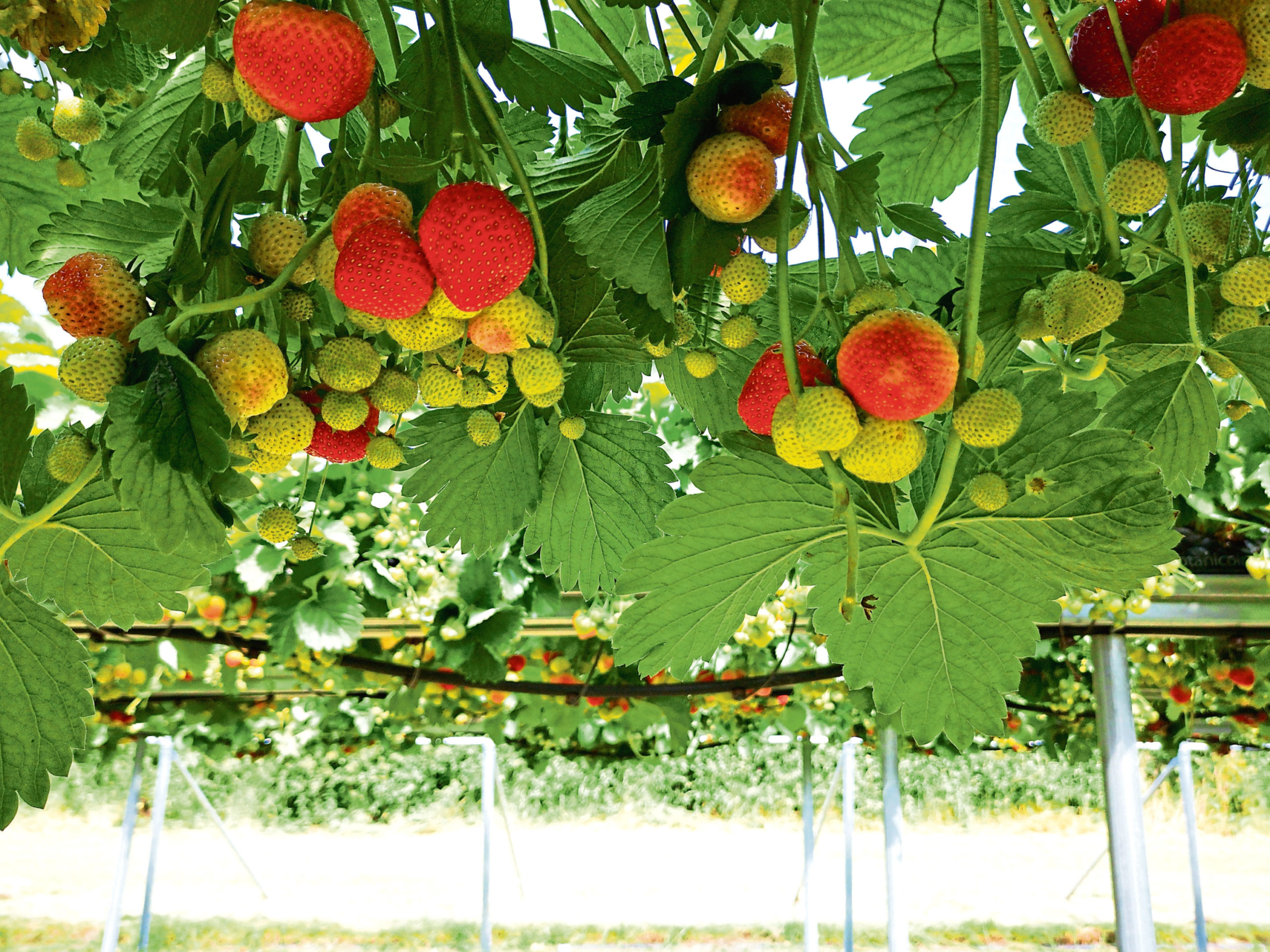 Soft fruit growers are busy recruiting workers, but have also warned that recruitment will not provide the answer to all of their labour problems.