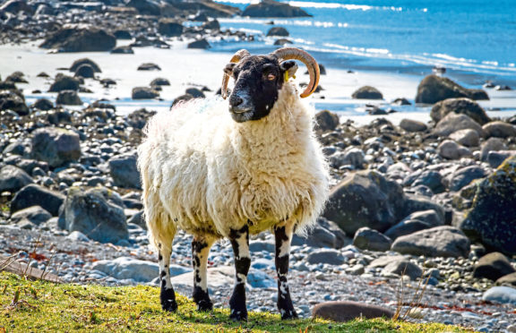 The Scottish Crofting Federation says its members are feeling the impact of the current lockdown.