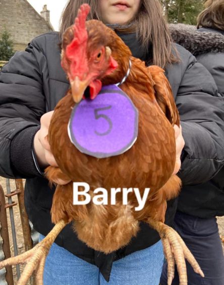 Tullochgorum Farm competitor, Barry.