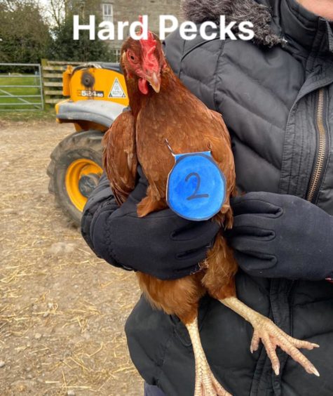 Tullochgorum Farm competitor, Hard Pecks.