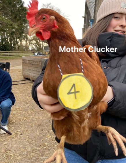 Tullochgorum Farm competitor, Mother Clucker.