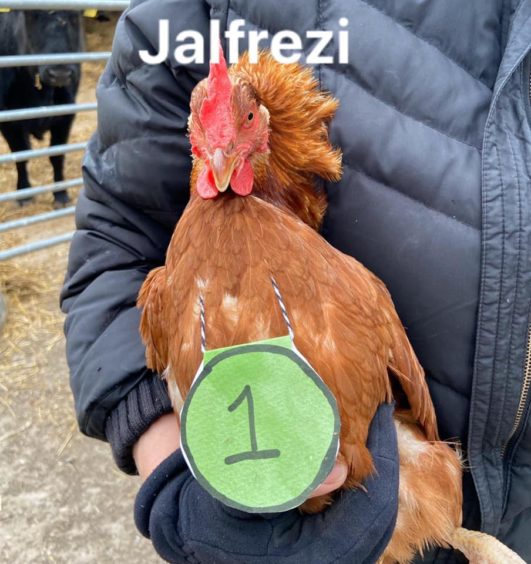 Tullochgorum Farm competitor, Jalfrezi.
