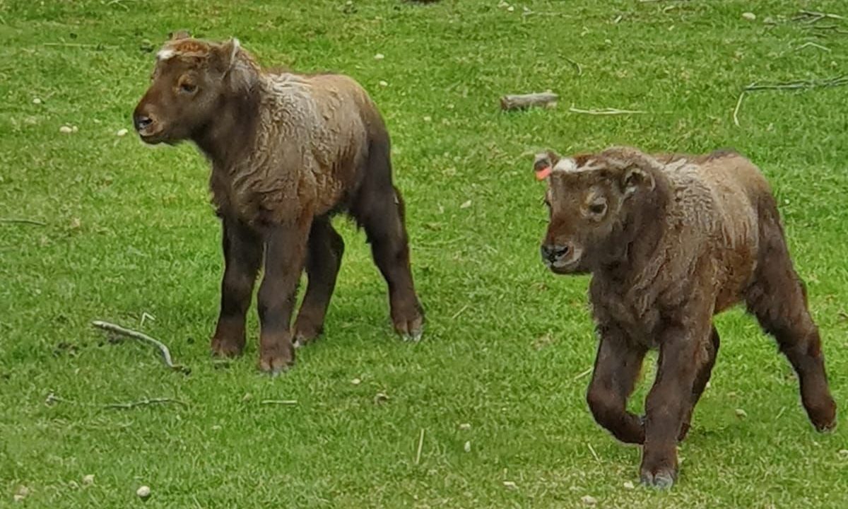 Mountain and Drogo were born at the Highland Wildlife Park last month.