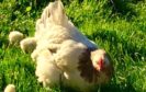 One of the chickens stolen from the Puffin Croft.