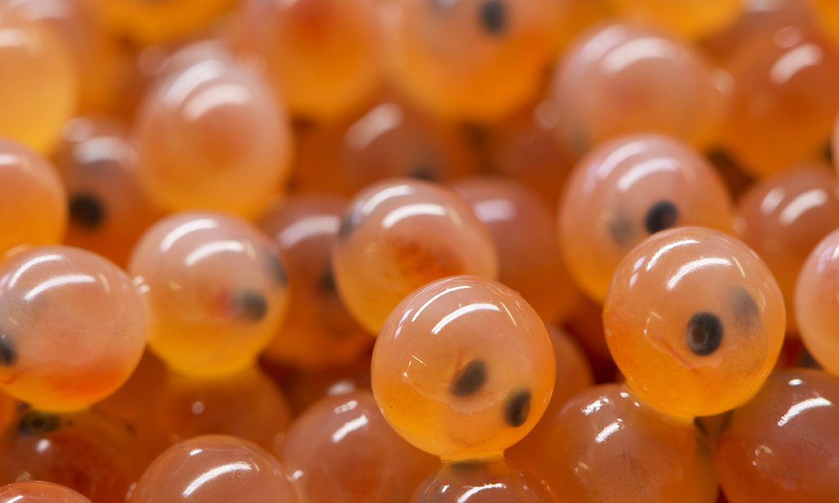 A close-up look at some fish eggs